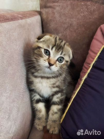 Шотландский Котик
