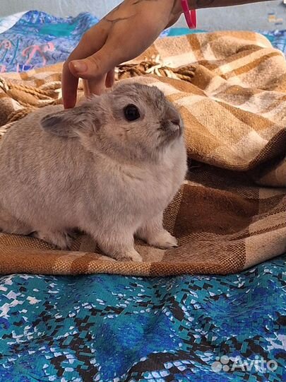 Кролик в добрые руки бесплатно