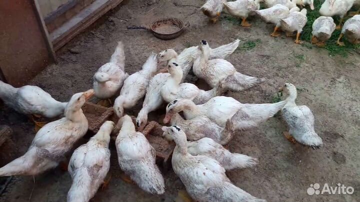 Муларды, 4 недели,утята и другая птица