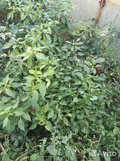 Перчик острый