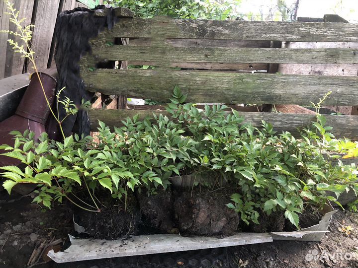 Астильба белая, розовая