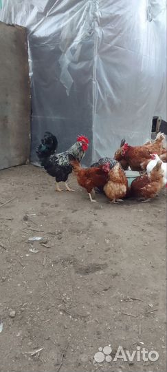 Домашние куры и петухи