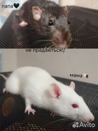 Маленькие Крысы дамбо