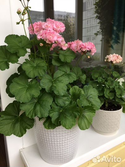 Пеларгония герань Miss Rose укорененный черенок