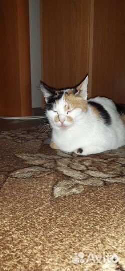 Отдам кошку в добрые руки