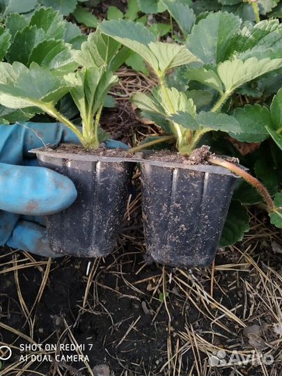 Рассада клубники с розовыми цветами