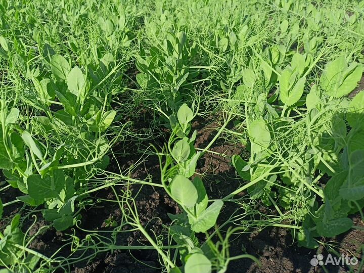 Семена гороха