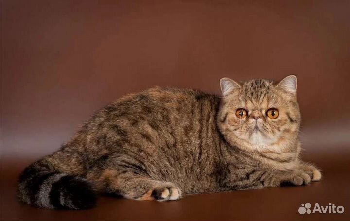 Экзотическая кошка