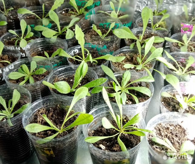 Ива хакуро нишики, агератум, статица