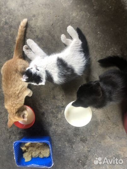 Котята в добрые руки бесплатно