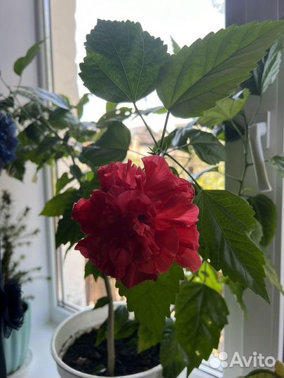 Китайская роза