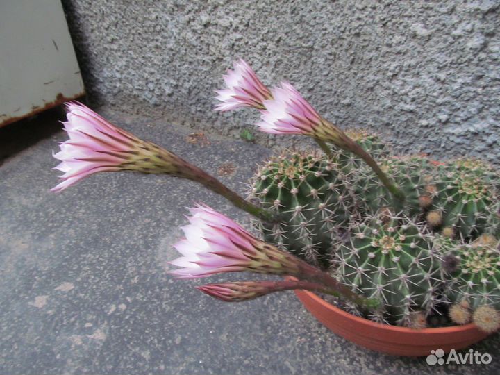 Цветущие кактусы эхинопсис агава эпифиллум алоэ
