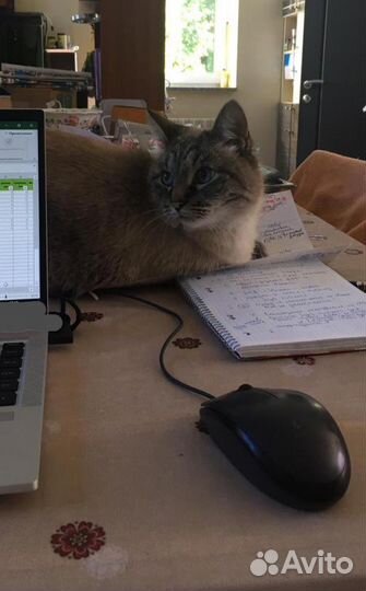 Уход за животными с проживанием