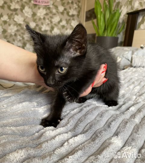 Отдам котенка в добрые руки