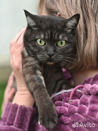 Ищем дом шотландской кошке