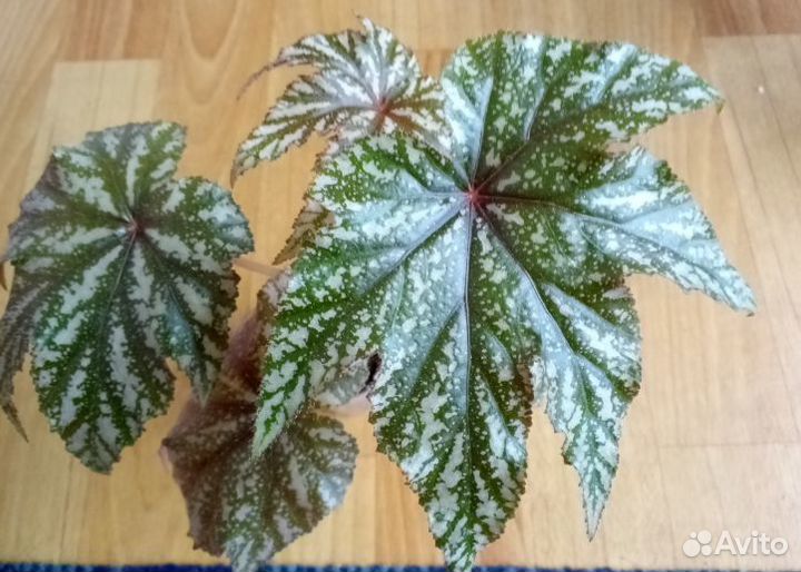 Бегония Грифон