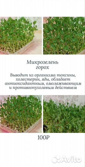 Микрозелень