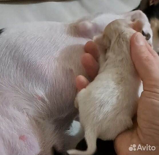 Той-терьер девочка