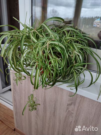 Хлорофитум кудрявый