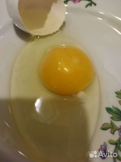 Домашние куриные, перепелиные яйца