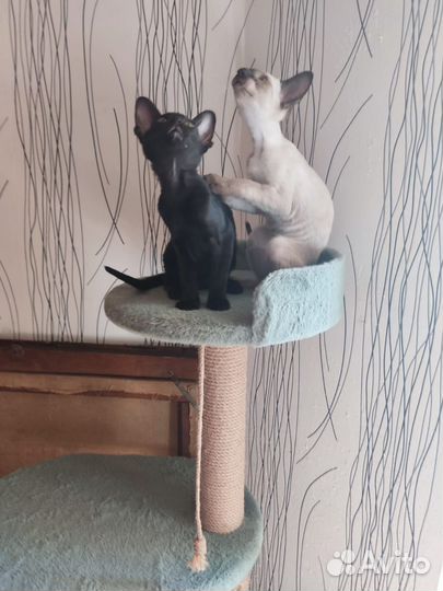Ориентальные котята