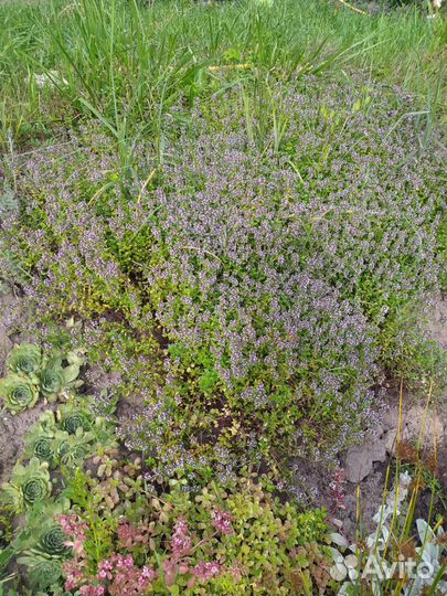 Тимьян ползучий (чабрец), душица, мелисса