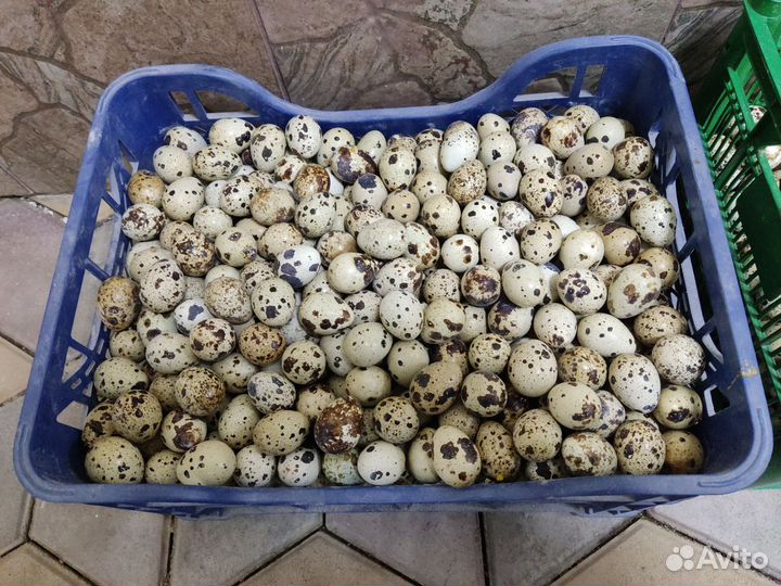 Яйца перепелиные инкубационное