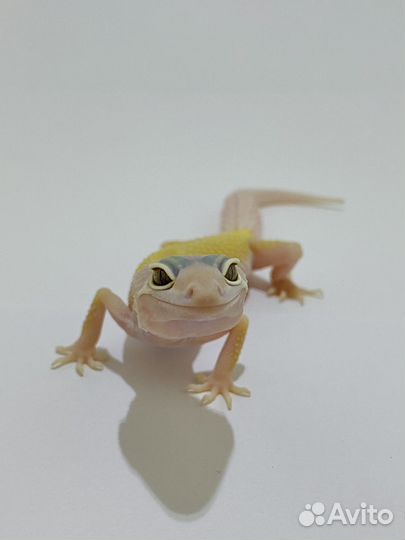 Пятнистый эублефар (леопардовый геккон)