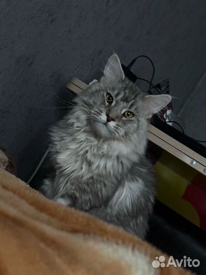 Кот мейкун вязка
