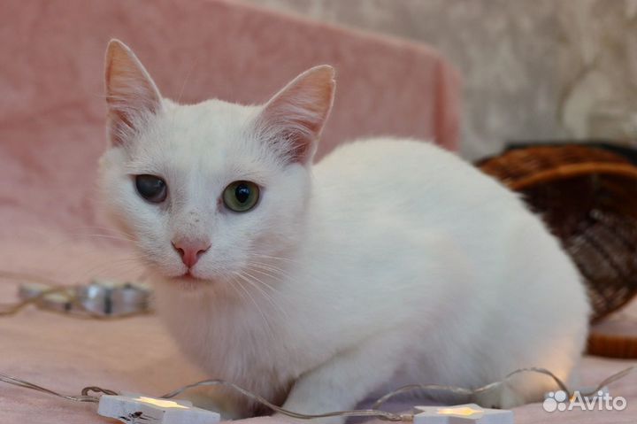 Котик в добрые руки