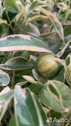 Мандарин, лимоны