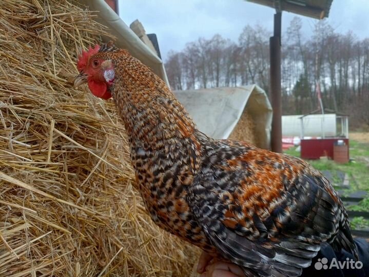 Петухи 350