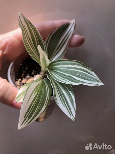 Традесканция белая