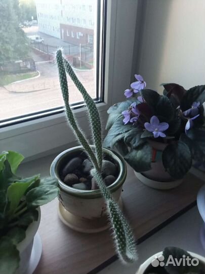 Кактусы и суккуленты