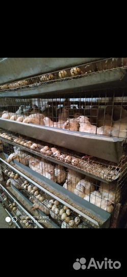 Перепела от суток до несушки