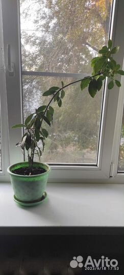 Лавровый лист