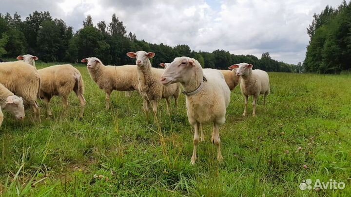 Продажа овечьего и козьего молока/сырьё