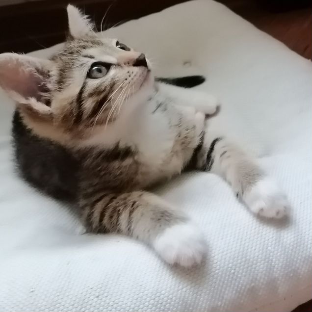 Котёнок в добрые руки