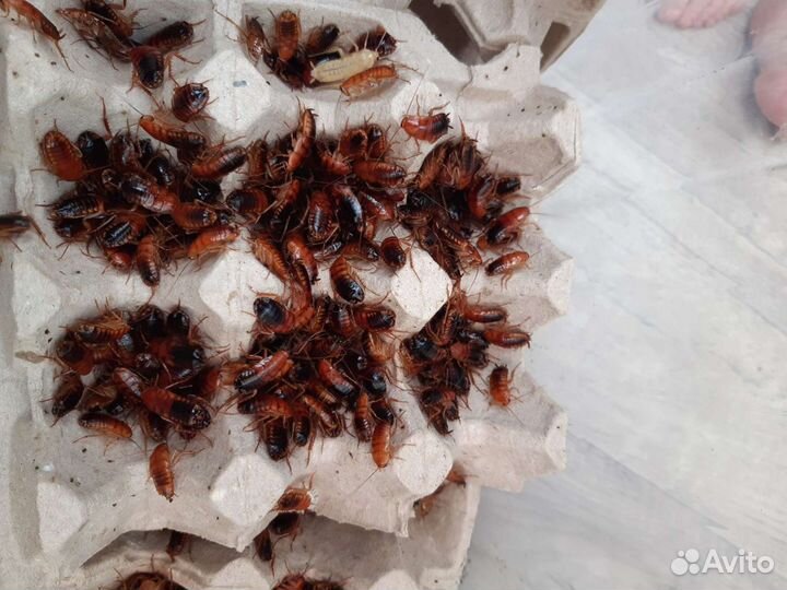 Кормовые насекомые