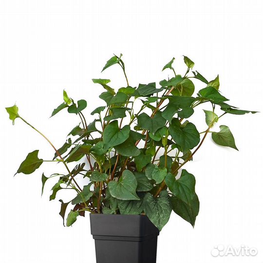 Хауттюйния сердцевидная