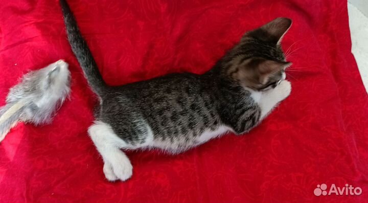 Котенок в добрые руки