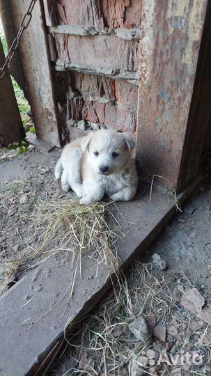 Собака в добрые руки отдам бесплатно