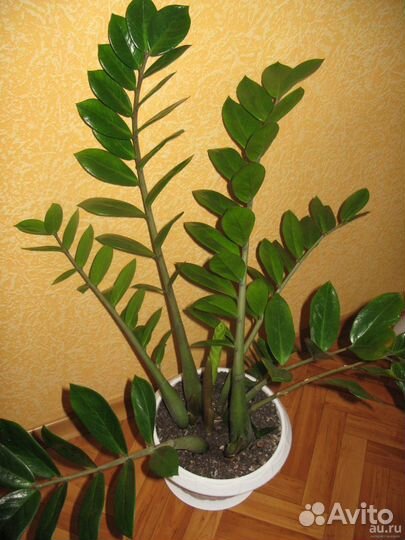 Замиокулькас или доллоровое дерево