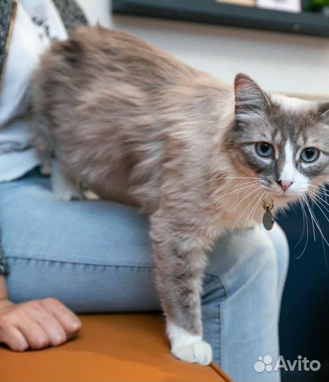 Скорая ветеринарная помощь. Ветеринарный врач