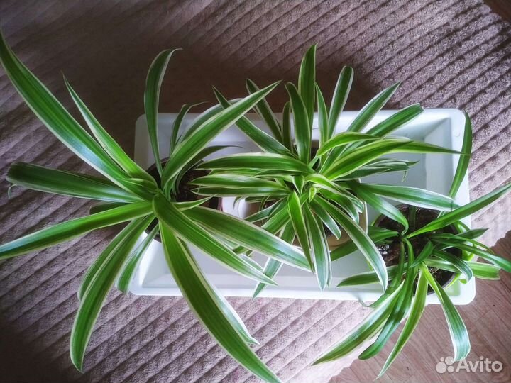 Хлорофитум