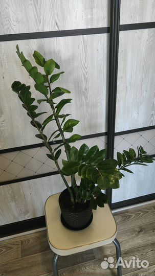 Замиокулькас