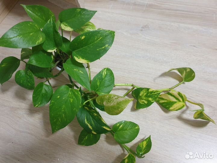 Сциндапсус золотистый