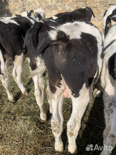 Телята бычки