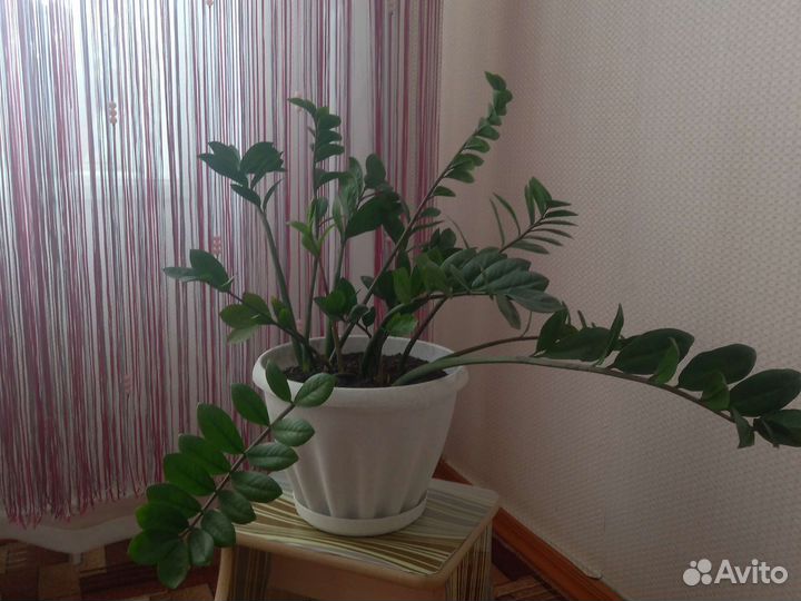 Замиокулькас