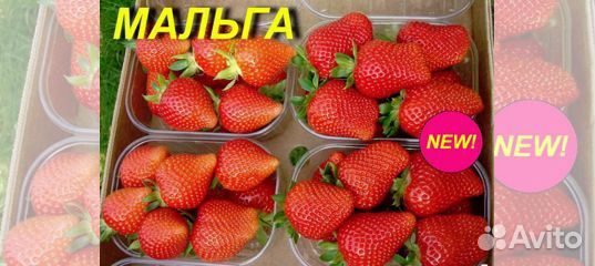Клубника Вивара, Мальга, Мурано, Фурор и др